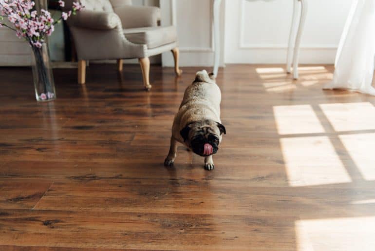 Dog friendly floors