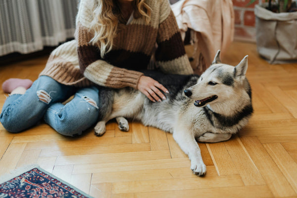 Best Pet-Friendly Flooring Options | Balance Flooring Toronto